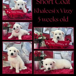 Cherry Boy - White male German Shepherd puppy in Apache Junction, Arizona from CS Vista Farms