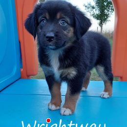 Black Widow - Miniature Australian Shepherd puppy in Dowagiac, Michigan from Wrightway Wigglebutts