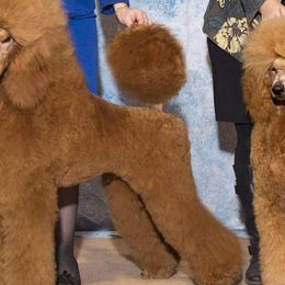 Poodles from NOLA Standards