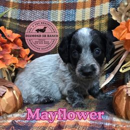 Mayflower - Piebald female Dachshund puppy in Columbia, Louisiana from Diamond 5R Ranch AKC & CKC Miniature Dachshunds