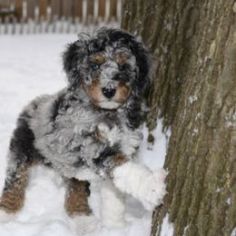 Aussiedoodle Puppies from AussiedoodleMI