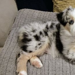 Miniature Australian Shepherds from Riley Creek Mini Aussie's