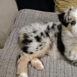 Miniature Australian Shepherds from Riley Creek Mini Aussie's