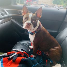 Lucy - Boston Terrier