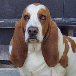 Basset Hounds from Elizabeth Bassets