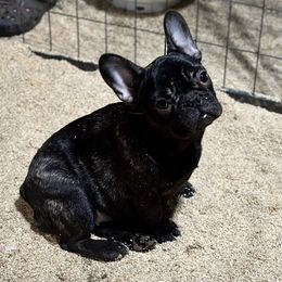 French Bulldog and Labrador Retriever Puppies from Desiree Ortiz's French Bull Dogs and Labrador Retrievers