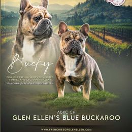 GRCH Bucky - French Bulldog