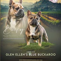 GRCH Bucky - French Bulldog