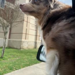 Harper - Toy Australian Shepherd
