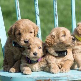 Goldendoodle Puppies from Sorenson Goldendoodles