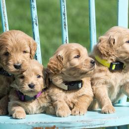 Goldendoodle Puppies from Sorenson Goldendoodles
