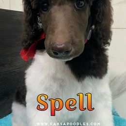 Poodle Puppies from Faksa Standard Poodles