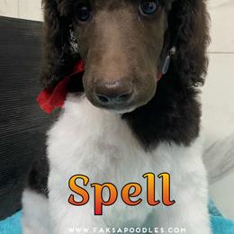 Poodle Puppies from Faksa Standard Poodles