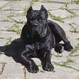 Cane Corso from KNT KENNELS