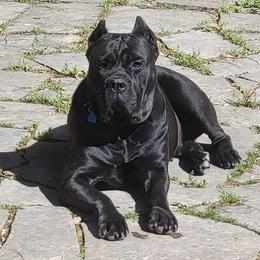 Cane Corso from KNT KENNELS