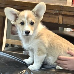 Girl 1 - Red female Pembroke Welsh Corgi puppy in Tehachapi, California from Trotter Hill Farms