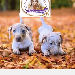 Dachshund Puppies from DTR