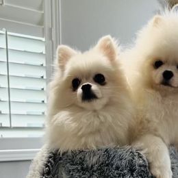 Pomeranians from My Baby Poms