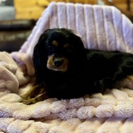 Gina - Cavalier King Charles Spaniel