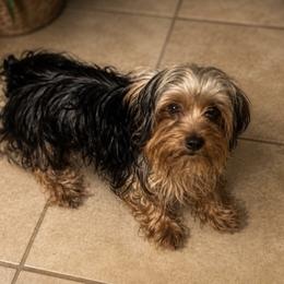 Yorkshire Terrier puppies from Teacup Yorkie Love