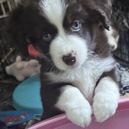 Aussiedoodle and Miniature American Shepherd Puppies from Lori Davis