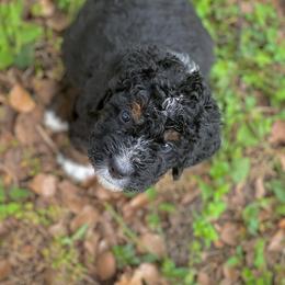 American Eskimo Dog and Bernedoodle Puppies from Shadow Kennels
