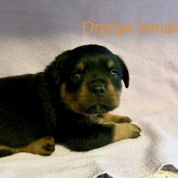 Rottweiler Puppies from Lindsay Boorman