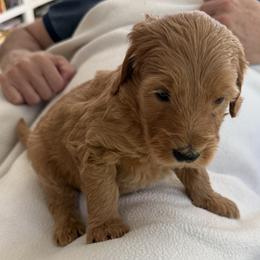 Ruby - Apricot female Goldendoodle puppy in Headland, Alabama from Amber Moon Goldendoodles