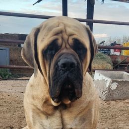 RICO - Mastiff
