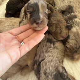 Puppy pick 7 - Merle male Goldendoodle puppy in Natural Bridge, Virginia from Padgetts Hill Puppies