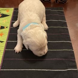 Golden Retriever Puppies from Tupelo Honey Farm's Golden Retrievers
