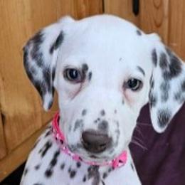 Dalmatian Puppies from Samba Flavors