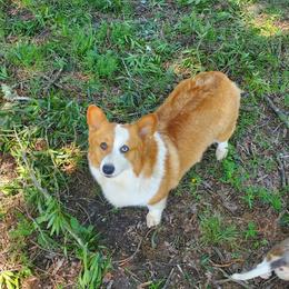 Belle - Pembroke Welsh Corgi