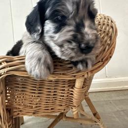 Boy 1 - male Golden Mountain Doodle puppy in Calhan, Colorado from Snowy Goldens LLC