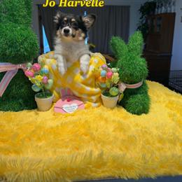 Jo Harvelle (Fluffy) - Black and tan female Pembroke Welsh Corgi puppy in Olathe, Colorado from Rocking LJ Breeding