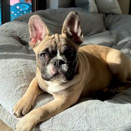 Blue Steel - French Bulldog