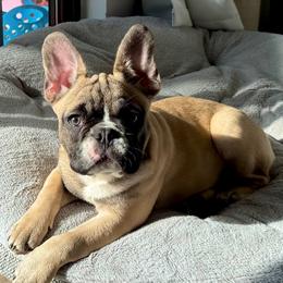 Blue Steel - French Bulldog