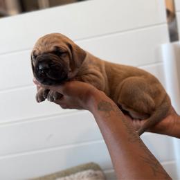 Mojito - Fawn female Great Dane puppy in Marble Falls, Texas from Notorious Great Danes