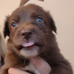Boy 3 - male Australian Shepherd puppy in Whitsett, North Carolina from GOLDSTAR & HARDINS AUSSIES