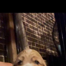 Dio - Buff and white male Cocker Spaniel puppy in Justin, Texas from Flud Farm Cocker Spaniels