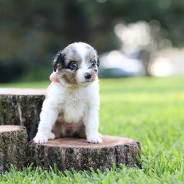 Matcha - Blue merle female Miniature Australian Shepherd puppy in White Oak, Texas from Triple Lake Ranch Miniature Australian Shepherds