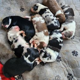 Australian Shepherd Puppies from Tatum's Aussie Possie