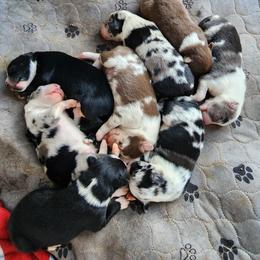 Australian Shepherd Puppies from Tatum's Aussie Possie