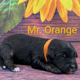 Mr Orange - Black male Labradoodle puppy in Lebanon, Pennsylvania from Robertson's Retrievers and Doodles