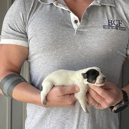 Eve - Female 3 - Blue female Australian Cattle Dog puppy in Jefferson, South Carolina from Blue Creek Farms