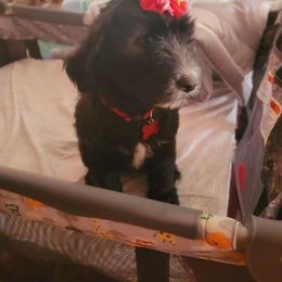 Sheepadoodle Puppies from Betsy's Black Jack Doodles