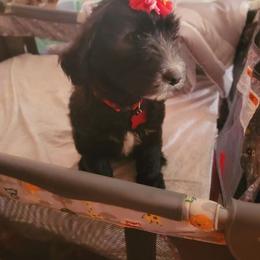 Sheepadoodle Puppies from Betsy's Black Jack Doodles