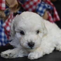 Leo (AKC) - White male Poodle puppy in Rainbow City, Alabama from Misioh Poodles