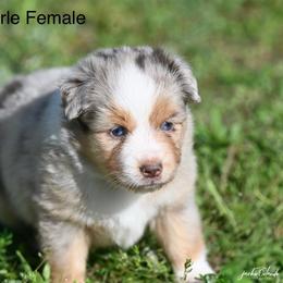Red Merle Female - Red merle female Miniature American Shepherd puppy in Rochester, Massachusetts from Anchored Roots Miniature American Shepherds