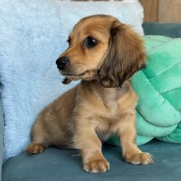 Skye AKC 2500 - Cream female Dachshund puppy in Krum, Texas from Tired Chef Dachshunds